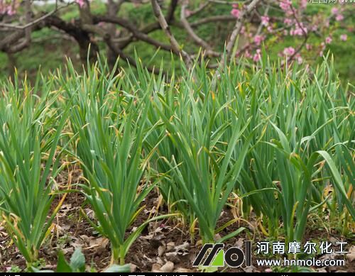 種植大蒜追施催苗水溶肥 種植大蒜追施催苗水溶肥