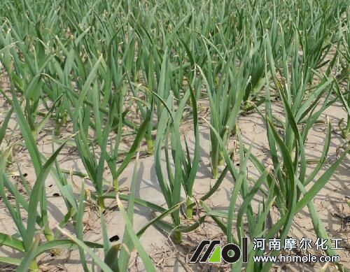 種植大蒜追施返青肥 種植大蒜追施返青肥