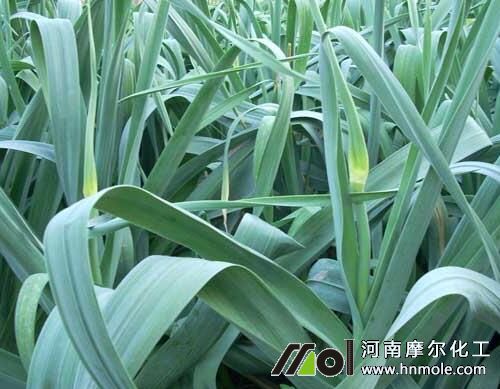 種植大蒜追施催薹水溶肥 種植大蒜追施催薹水溶肥
