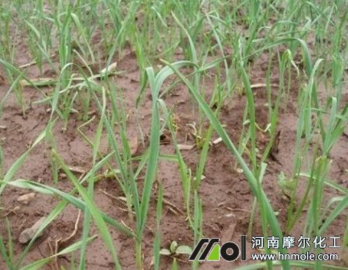 大蒜追肥注意 大蒜追肥注意