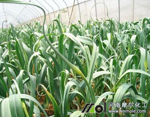 大蒜追肥注意 大蒜追肥注意