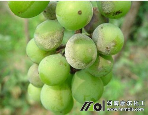葡萄白粉病癥狀 葡萄白粉病癥狀