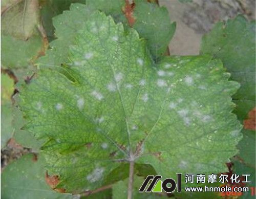 葡萄白粉病癥狀 葡萄白粉病癥狀