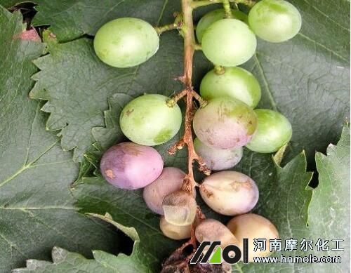 葡萄白腐病癥狀 葡萄白腐病癥狀