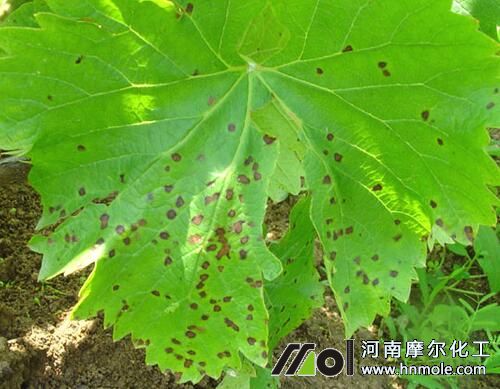 葡萄褐斑病癥狀 葡萄褐斑病癥狀