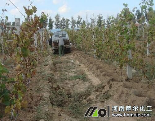 葡萄采摘后施肥好處 葡萄采摘后施肥好處