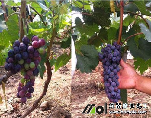 水溶肥效果對比 水溶肥效果對比