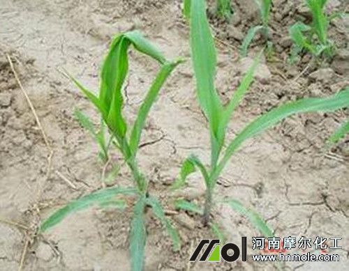 玉米缺鈣癥狀 玉米缺鈣癥狀