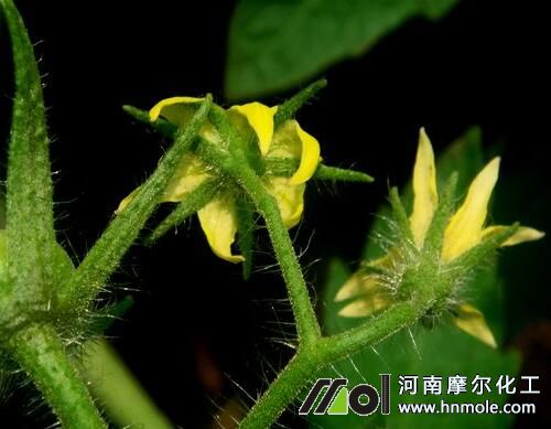 ���ѻ�ǰʩ��