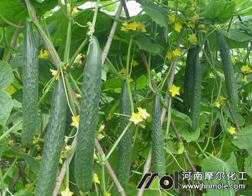 �S���L����ԭ��