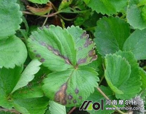 ��ݮ���۲��Y��