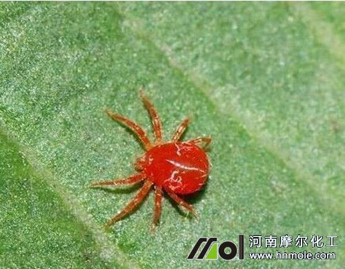 ��ݮ�t֩��