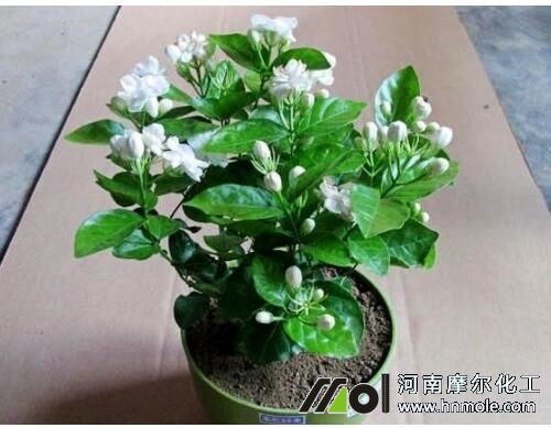 茉莉花要施什么肥 茉莉花要施什么肥