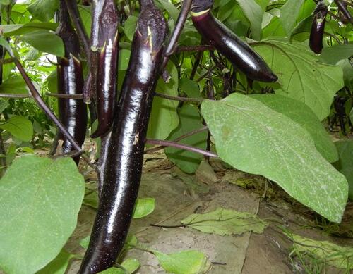 種茄子選擇哪種水溶肥好 種茄子選擇哪種水溶肥好