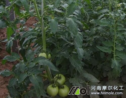 �������t����ô��߮a��