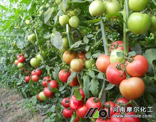 溫室大棚番茄畝產(chǎn) 溫室大棚番茄畝產(chǎn)
