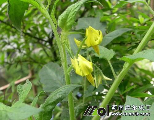 溫室大棚番茄畝產(chǎn) 溫室大棚番茄畝產(chǎn)