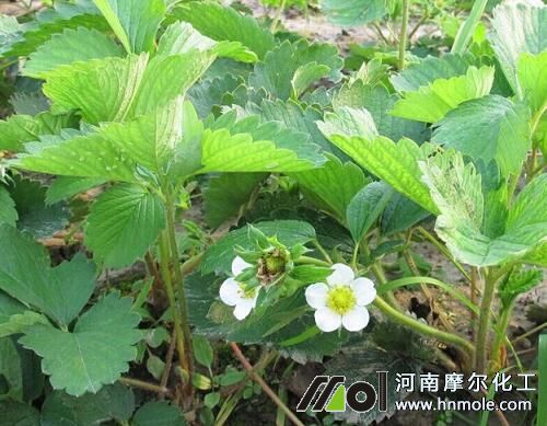 ��ݮ��ǰʩ��