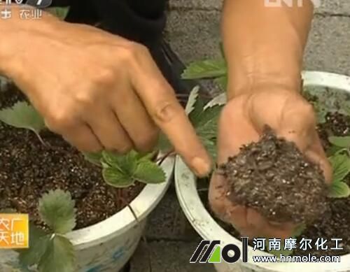 ���Բ�ݮ������Ҫ��