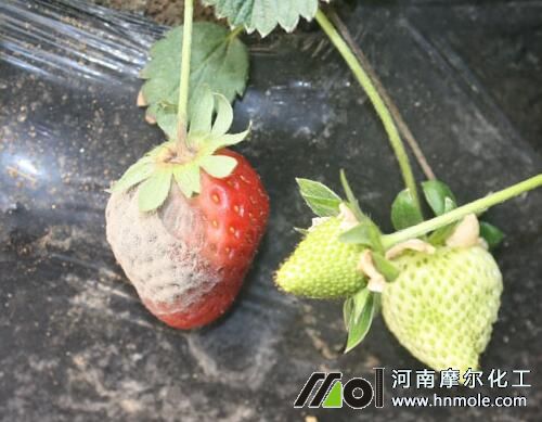 ���Բ�ݮ��Ҋ����