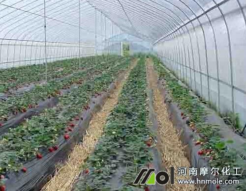 草莓栽培施肥方案 草莓栽培施肥方案