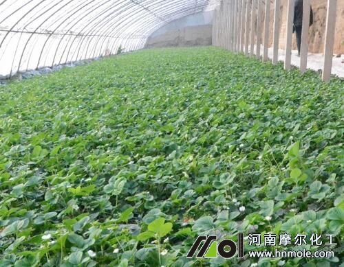 水溶肥使用方法 水溶肥使用方法