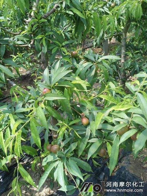 未使用水溶肥的油桃樹(shù) 未使用水溶肥的油桃樹(shù)