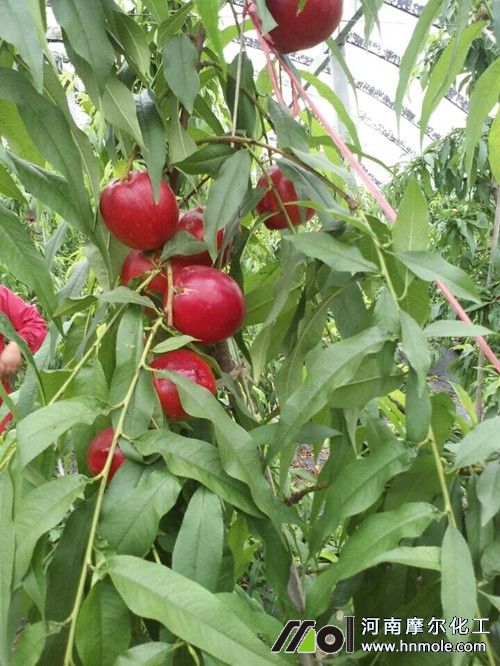 使用摩爾高鉀水溶肥的油桃樹(shù) 使用摩爾高鉀水溶肥的油桃樹(shù)