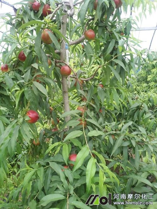 油桃樹(shù)使用其他同類水溶肥料效果: 油桃樹(shù)使用其他同類水溶肥料效果: