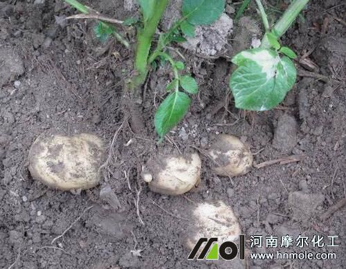 土豆塊莖形成膨大期 土豆塊莖形成膨大期