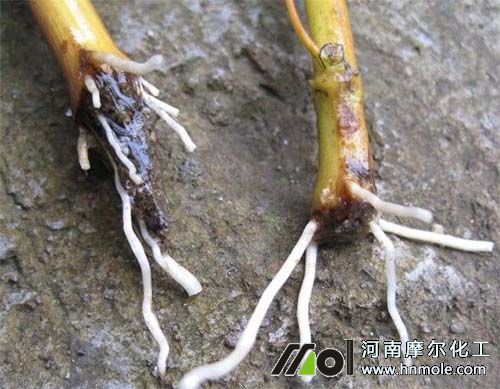 �����Ǥ������