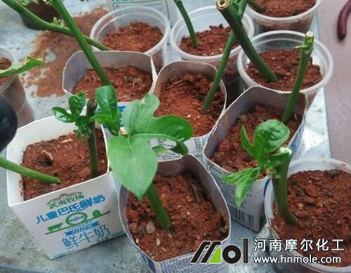 �����Ǥ������