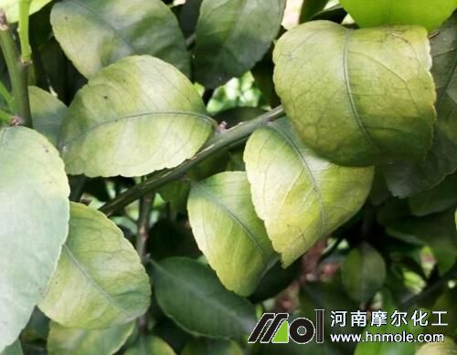 ����ȱ�V���F