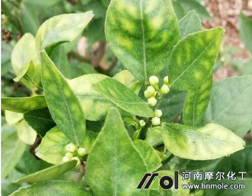 ����ȱ�\Ԫ�ر��F