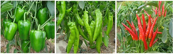 �m�������N�