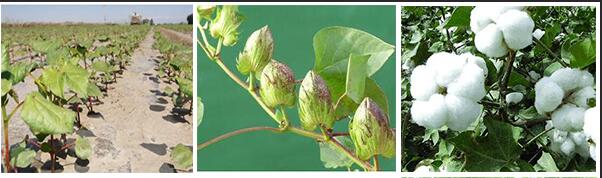 棉花各個(gè)生長期 棉花各個(gè)生長期