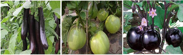 葉面肥適用種類 葉面肥適用種類