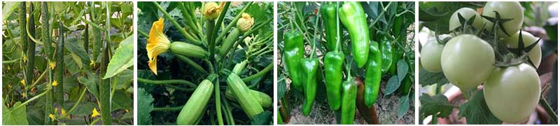 葉面肥適用瓜類 葉面肥適用瓜類