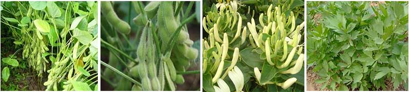 葉面肥適用豆類藥材 葉面肥適用豆類藥材