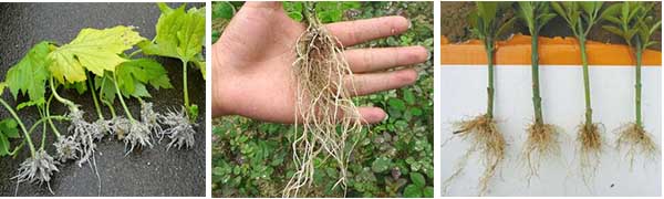 �����~���Ч��