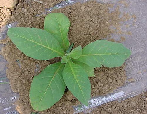 ��������ʩ��