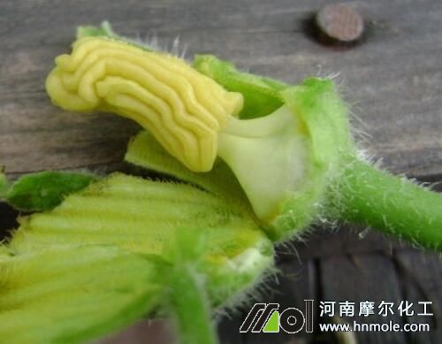 溫度引起西葫蘆早衰 溫度引起西葫蘆早衰