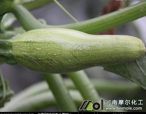 養(yǎng)分問題引起西葫蘆早衰 養(yǎng)分問題引起西葫蘆早衰