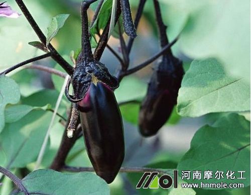 茄子需肥特點(diǎn)規(guī)律 茄子需肥特點(diǎn)規(guī)律