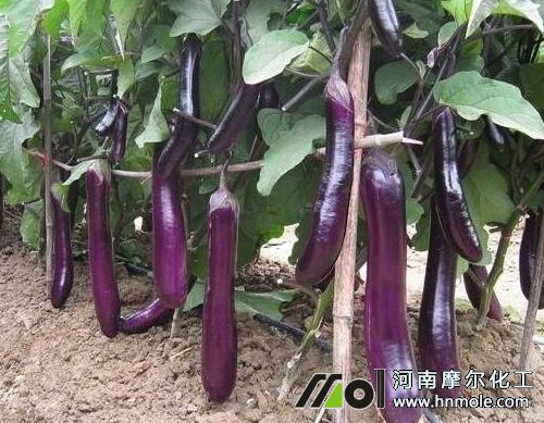 茄子開(kāi)花后追施水溶肥 茄子開(kāi)花后追施水溶肥