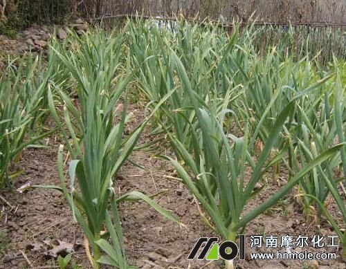 大蒜盛長期施水溶肥 大蒜盛長期施水溶肥