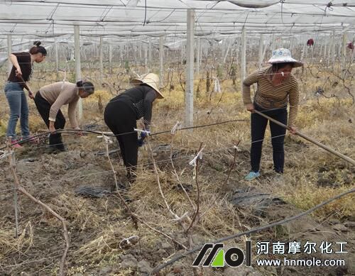 葡萄秋季清園 葡萄秋季清園