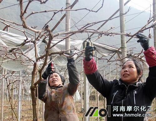 秋季葡萄枝條修剪 秋季葡萄枝條修剪