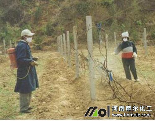 葡萄噴藥保護 葡萄噴藥保護