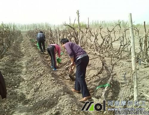 葡萄出土上架 葡萄出土上架